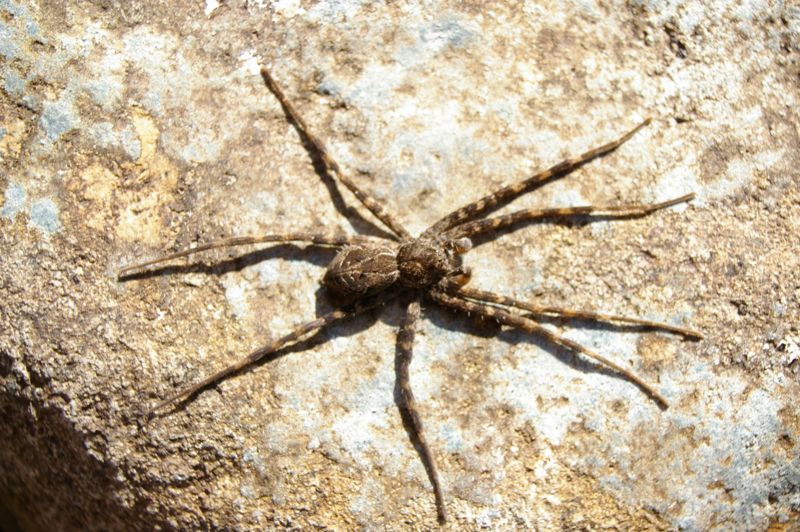 dolomedes